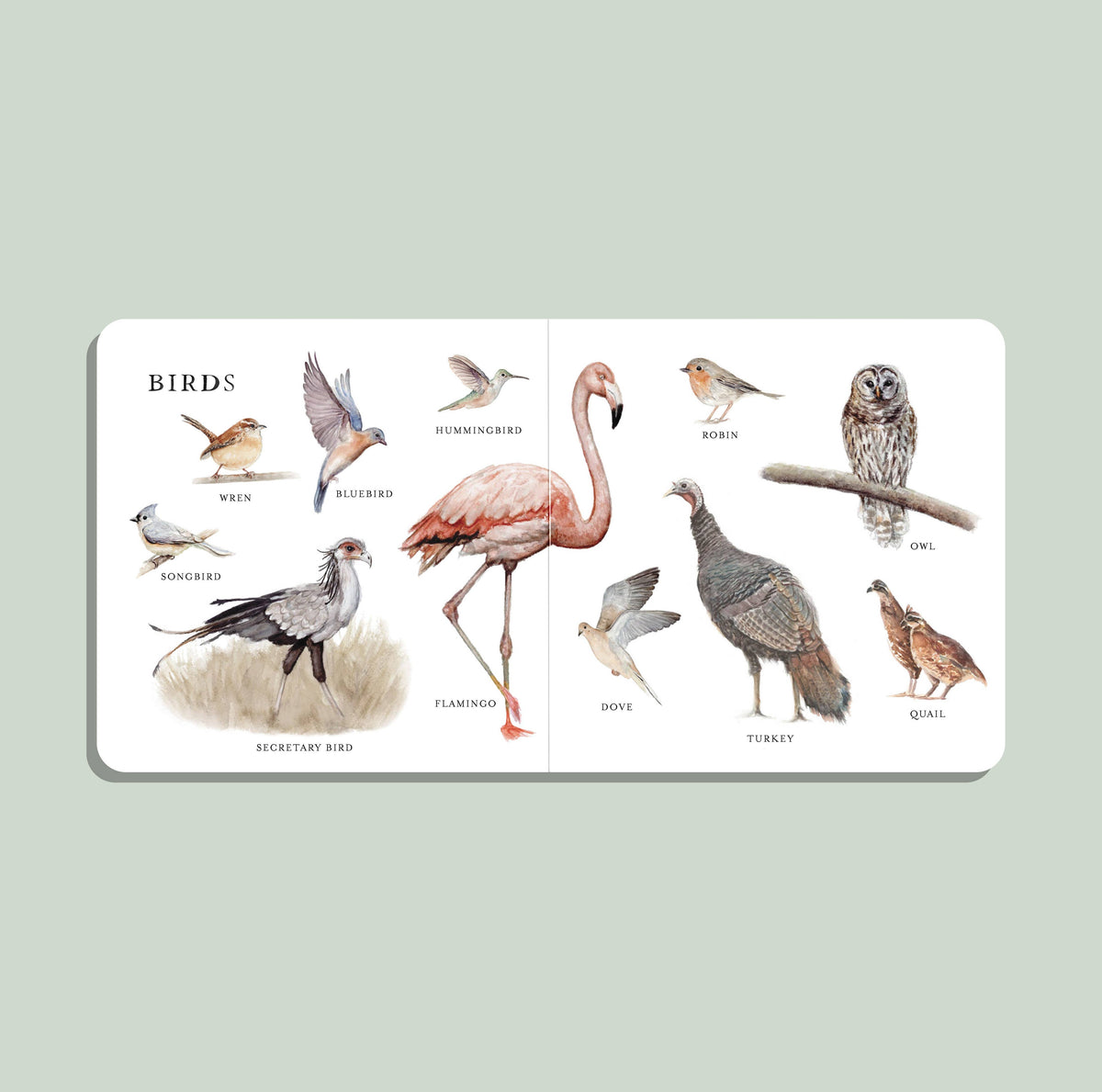 Paige Tate & Co. - Our Big Book of Animals (Baby Board Book) - Baby Dill